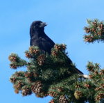 Hähnchen in der Tanne.jpg