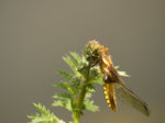 OLY05129.jpg