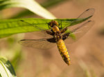 OMSI3297.jpg