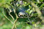 Wittbek_23-5-2017_03.jpg