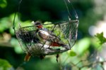 KvdM_Vogelkörbchen_25-5-2017_03.jpg