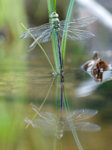 M5250754_DxO_2017-05-25_grosse-Koenigslibelle.jpg