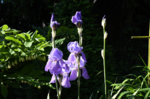 Iris Pink Gruppe.jpg