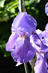 Iris pink.jpg