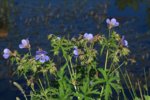 Geranium blau am Teich_640.JPG