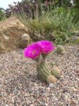 2017-06-03 352.jpg 2017-06-03 352.jpg
