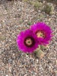 2017-06-03 351.jpg 2017-06-03 351.jpg