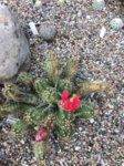 2017-06-03 309.jpg 2017-06-03 309.jpg