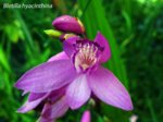 K1024_Bletilla hyacinthina.JPG