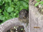 Eihwi IMG_0005.JPG