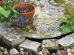 Eihwi IMG_0016.JPG
