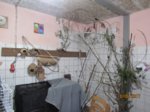 Ayko IMG_0082.JPG