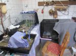 Eihwi, Fridolin und Fips IMG_0061.JPG