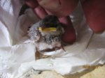 Fips IMG_0051.JPG