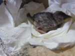 Fips IMG_0053.JPG
