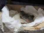 Fips IMG_0077.JPG