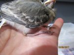 Fridolin IMG_0042.JPG