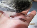 Fridolin IMG_0043.JPG