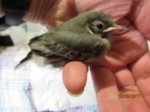 Fridolin IMG_0045.JPG