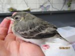 Fridolin IMG_0047.JPG
