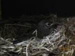 Fridolin IMG_0055.JPG