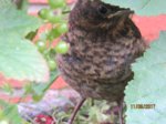 Eihwi IMG_0126.JPG