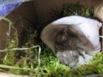 Fips IMG_0096.JPG