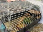 Fridolin IMG_0084.JPG