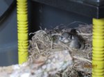 Fridolin IMG_0092.JPG