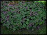 Geranium macrorrhizum3.jpg