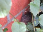 Eihwi IMG_0304.JPG