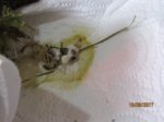 Fips IMG_0266.JPG