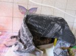 Fips IMG_0274.JPG
