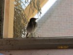 Fridolin IMG_0207.JPG