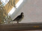 Fridolin IMG_0212.JPG