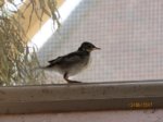 Fridolin IMG_0214.JPG