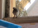 Fridolin IMG_0220.JPG