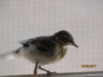 Fridolin IMG_0223.JPG