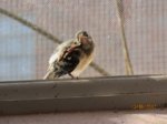 Fridolin IMG_0229.JPG