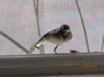 Fridolin IMG_0233.JPG