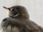 Fridolin IMG_0240.JPG