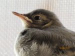 Fridolin IMG_0241.JPG