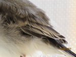 Fridolin IMG_0242.JPG