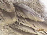 Fridolin IMG_0246.JPG