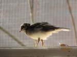 Fridolin IMG_0254.JPG