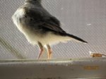 Fridolin IMG_0256.JPG