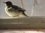 Fridolin IMG_0259.JPG