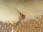 Fridolin IMG_0276.JPG