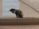 Fridolin IMG_0279.JPG