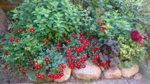 DSC_0710.JPG